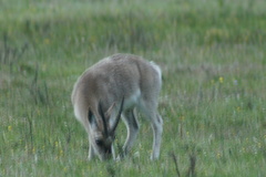 Procapra picticaudata