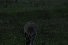 Procapra picticaudata