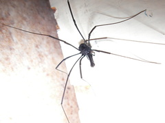 Pantopsalis albipalpis