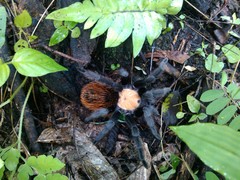 Brachypelma albiceps