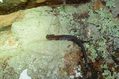 Plethodon ventralis