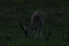 Procapra picticaudata