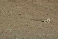 Procapra picticaudata