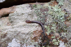 Plethodon ventralis