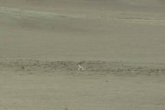 Procapra picticaudata