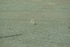 Procapra picticaudata