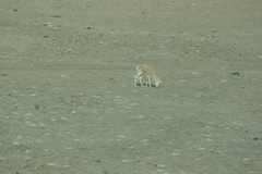 Procapra picticaudata