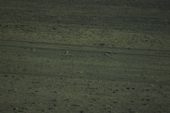 Procapra picticaudata