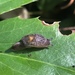 Keeled Jumping-Slug - Photo (c) Matt D'Agrosa, some rights reserved (CC BY), uploaded by Matt D'Agrosa