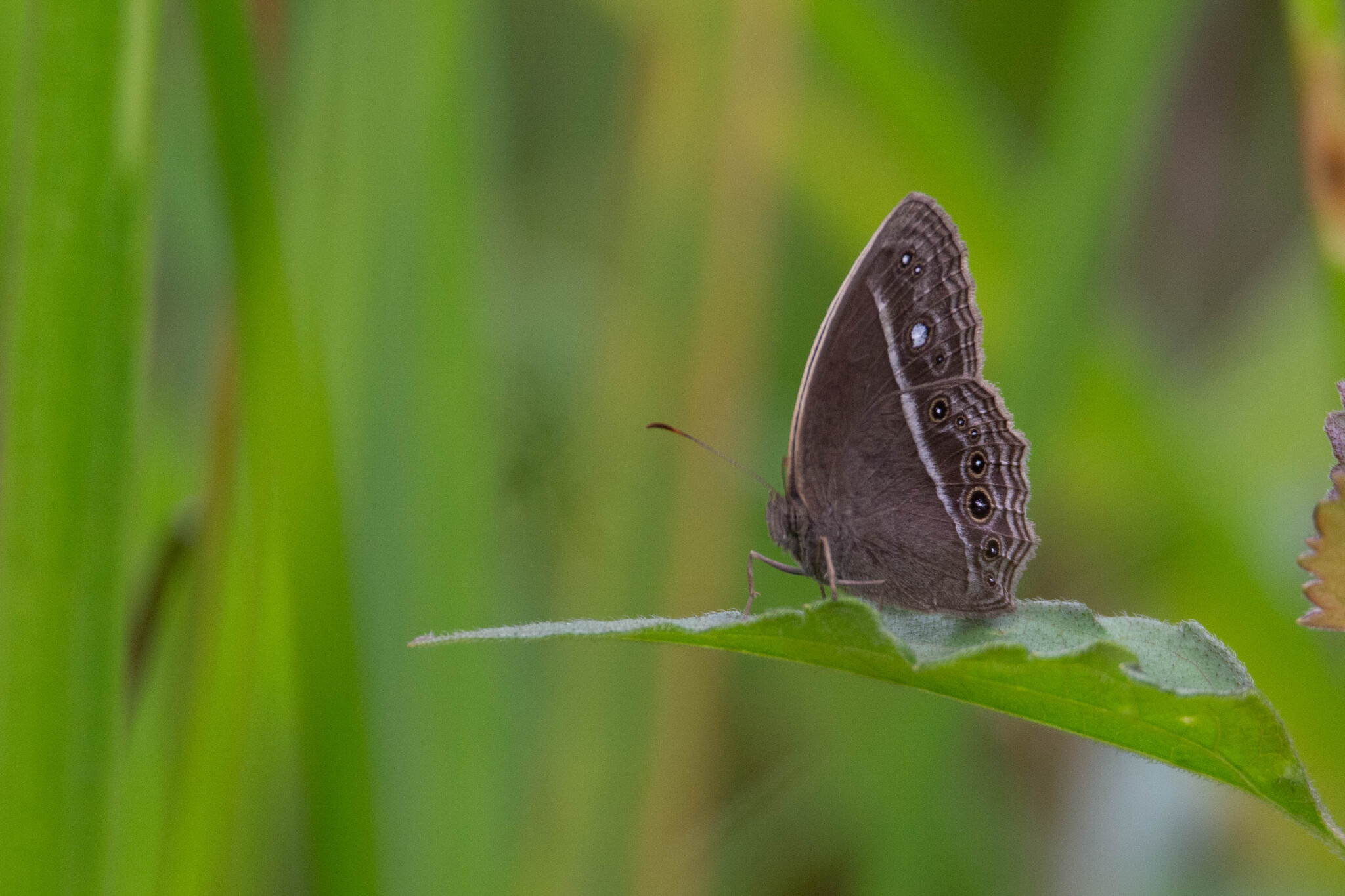 Tamil Bushbrown