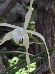 Brassavola cucullata