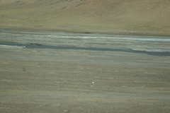 Procapra picticaudata