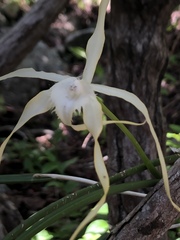Brassavola cucullata