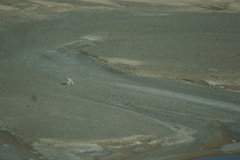 Procapra picticaudata