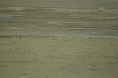 Procapra picticaudata