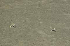 Procapra picticaudata