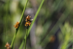Carex chordorrhiza