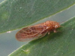 Acizzia jamatonica