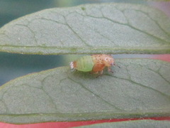 Acizzia jamatonica