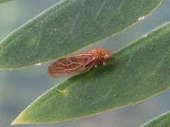 Acizzia jamatonica