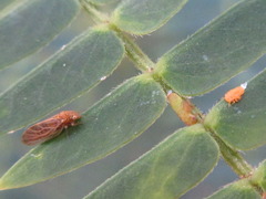 Acizzia jamatonica