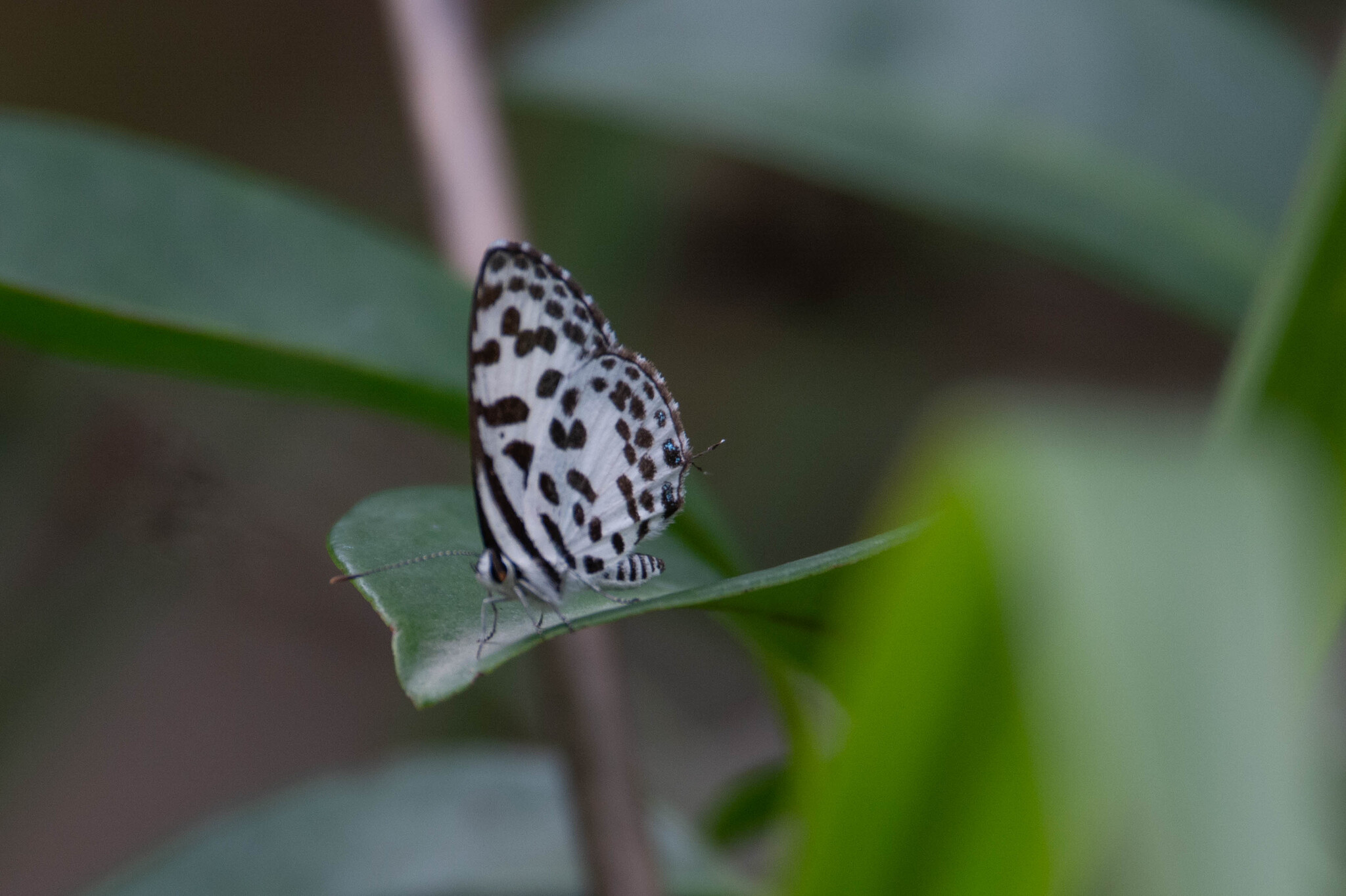 Common Pierrot