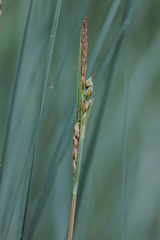 Carex livida