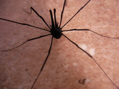 Pantopsalis albipalpis