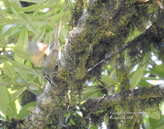 Bolemoreus hindwoodi