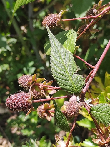 Andean Raspberry (Rubus glaucus)