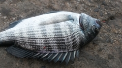 Acanthopagrus schlegelii