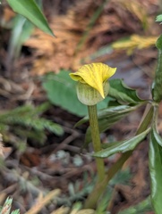 Arisaema flavum, photograph Sagnik Dutta Roy, CC BY, iNaturalist via GBIF