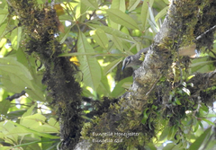 Bolemoreus hindwoodi