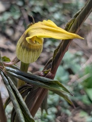 Yellow Cobra Lily (Arisaema flavum)