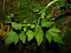 Xanthorhiza simplicissima