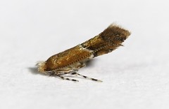 Cameraria castaneaeella