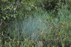 Carex livida