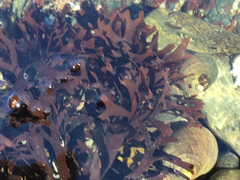 Chondrus crispus