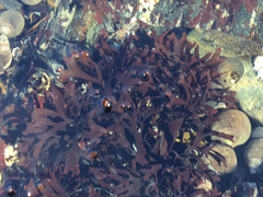 Chondrus crispus