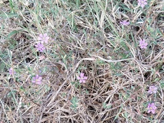 Lythrum californicum