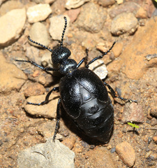 Meloe brevicollis