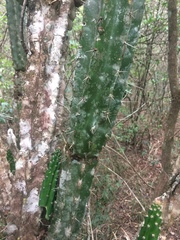 Praecereus euchlorus