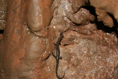 Plethodon dixi