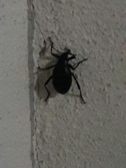 Coleoptera