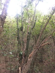 Praecereus euchlorus