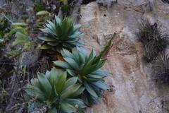 Agave chiapensis