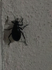 Coleoptera