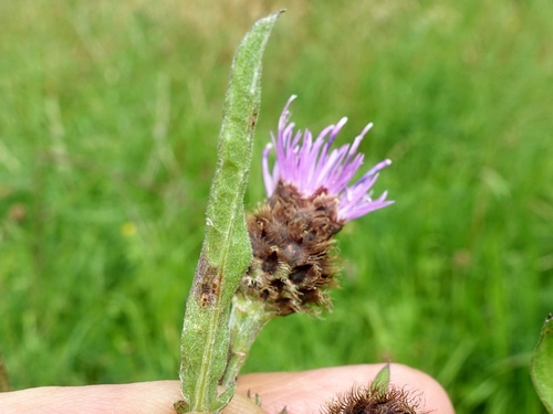 Puccinia calcitrapae observed 2025-07-23