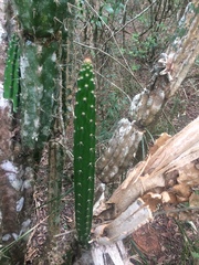 Praecereus euchlorus