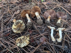 Cortinarius arquatus